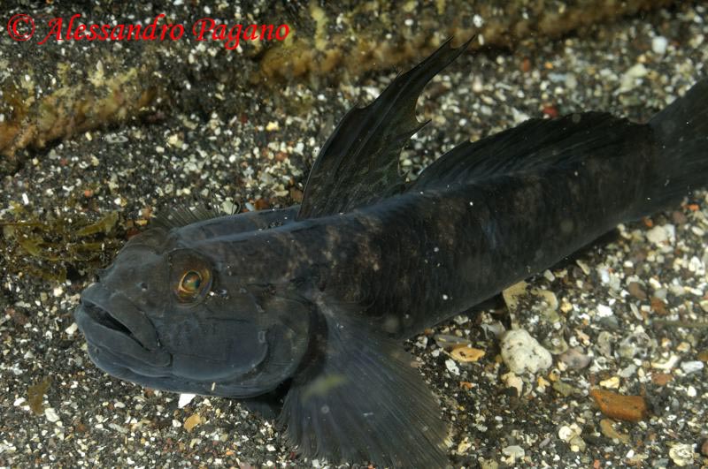 Gobius niger